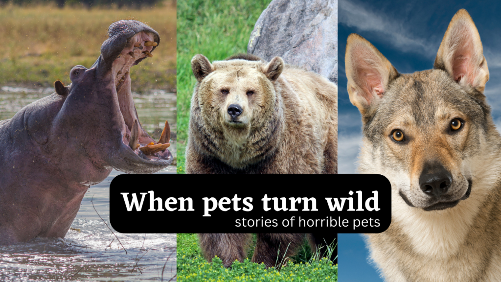 stories of pets